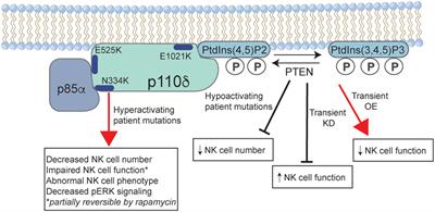 Frontiers | Phosphoinositide-3-Kinase Signaling In Human Natural Killer ...